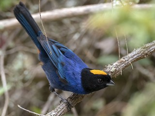  - Golden-crowned Tanager