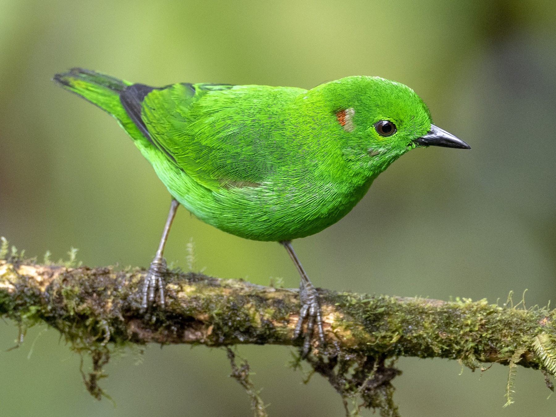 Glistening-green Tanager - Andres Vasquez Noboa