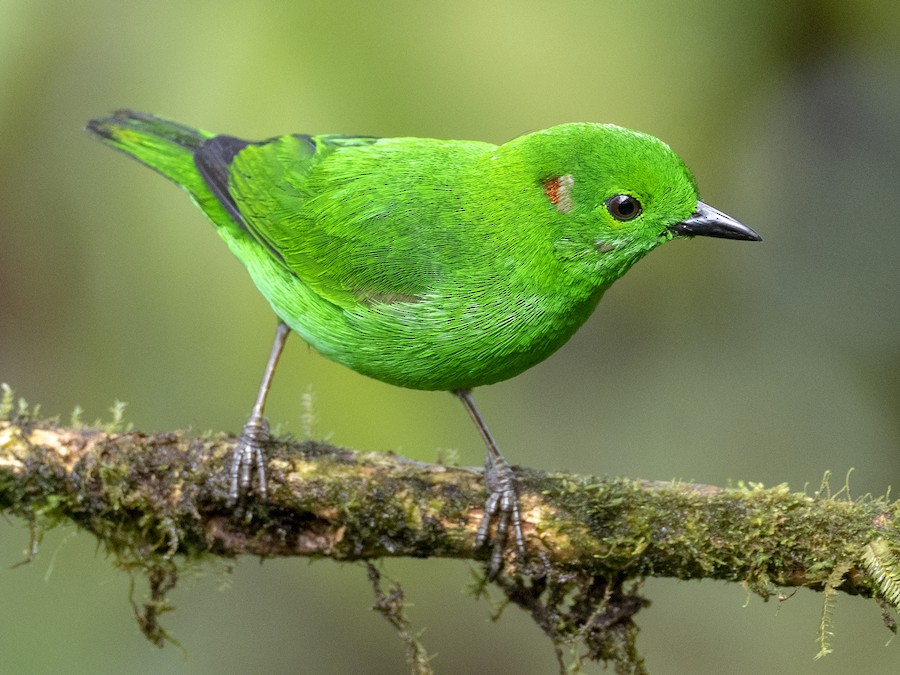 Glistening-green Tanager - eBird