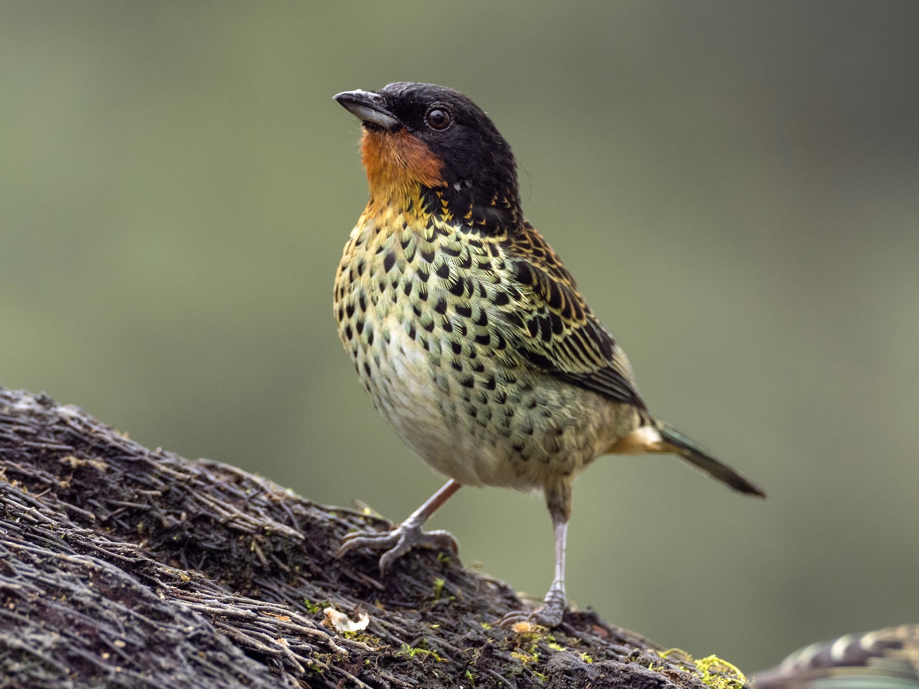 ノドアカフウキンチョウ Ebird