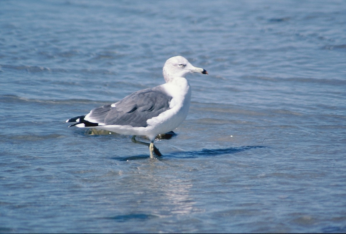 Black-tailed Gull - Rey Larsen