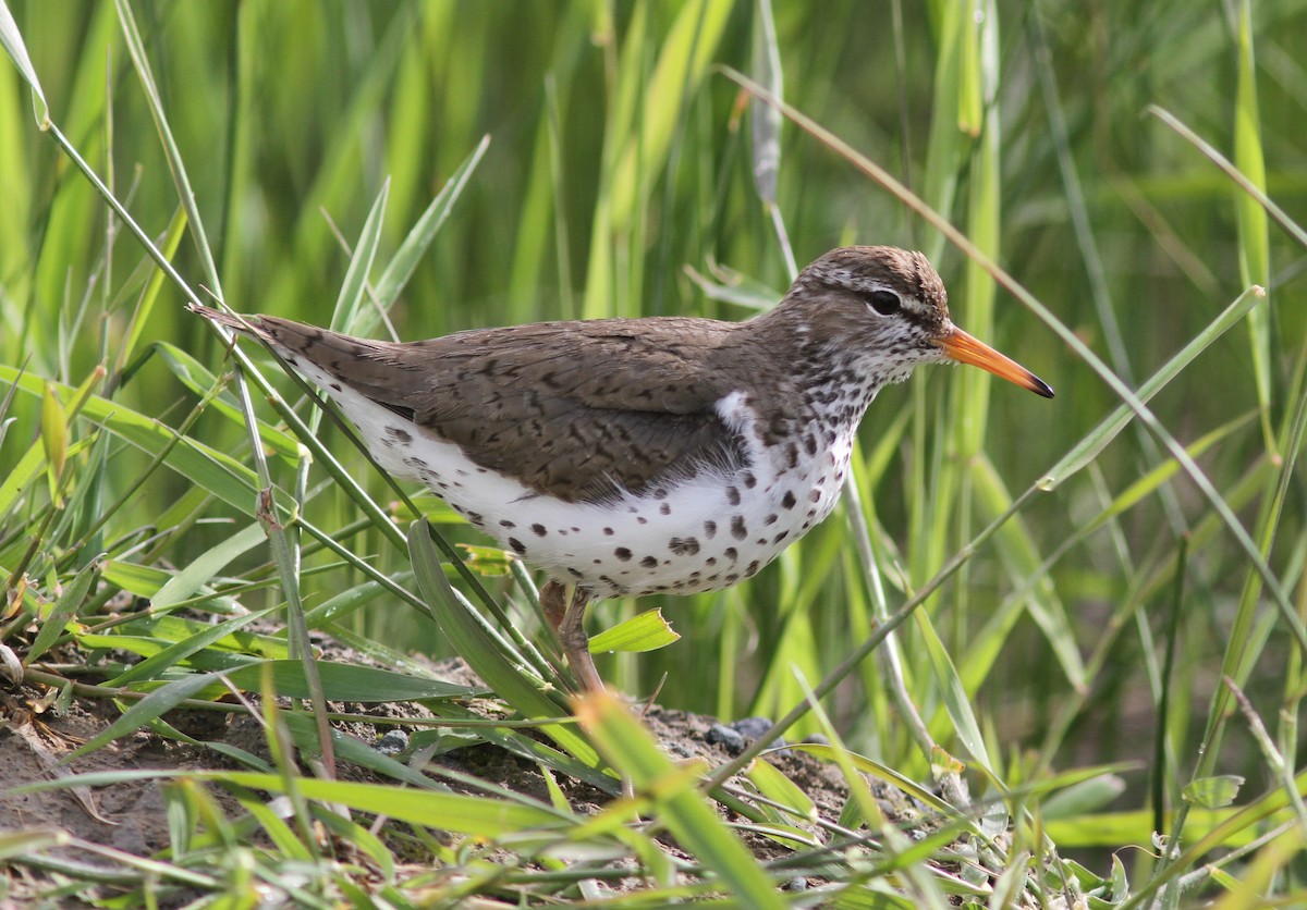 Spotted Sandpiper - Tom Beeke