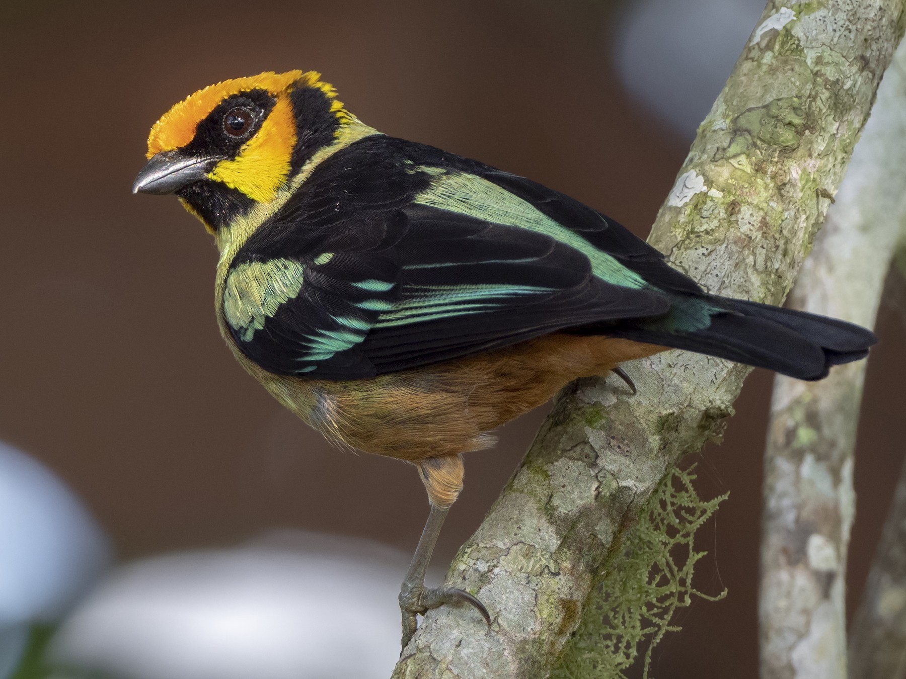 Flame-faced Tanager - Andres Vasquez Noboa
