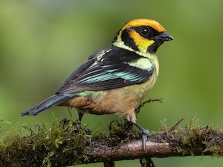 Adult (Yellow-faced) - Andres Vasquez Noboa - ML244025051