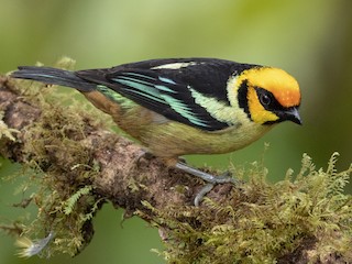 Adult (Yellow-faced) - Andres Vasquez Noboa - ML244025061