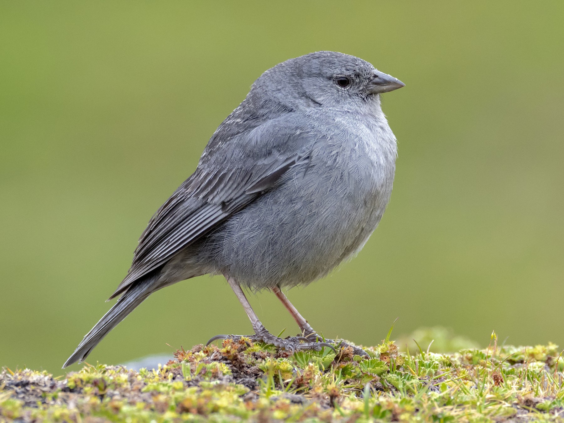 Plumbeous Sierra Finch - Andres Vasquez Noboa