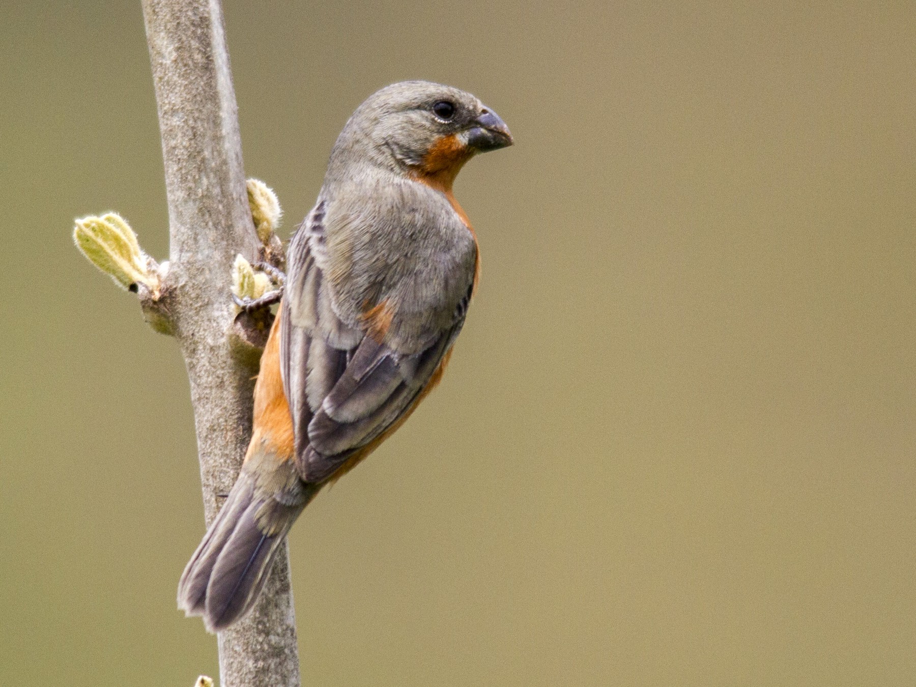 Ruddy-breasted Seedeater - Andres Vasquez Noboa