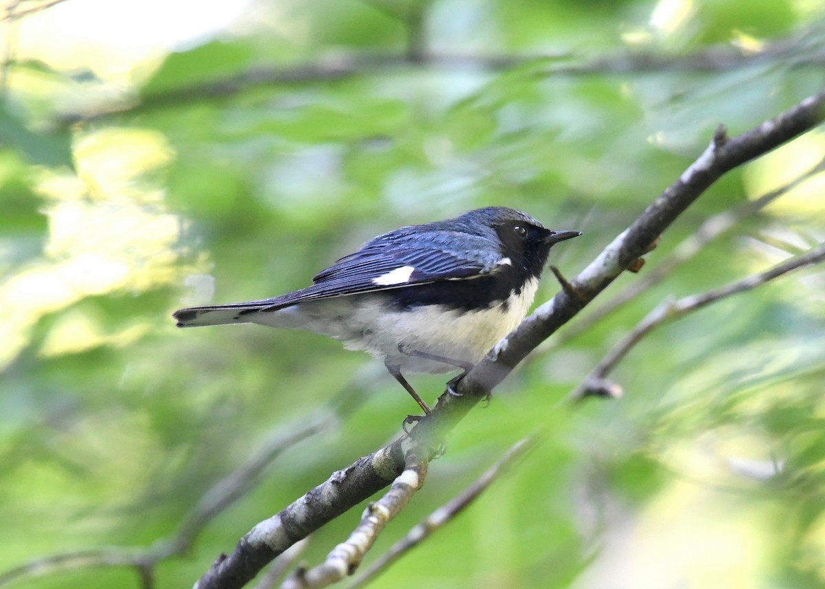 Black-throated Blue Warbler - Gary Chapin