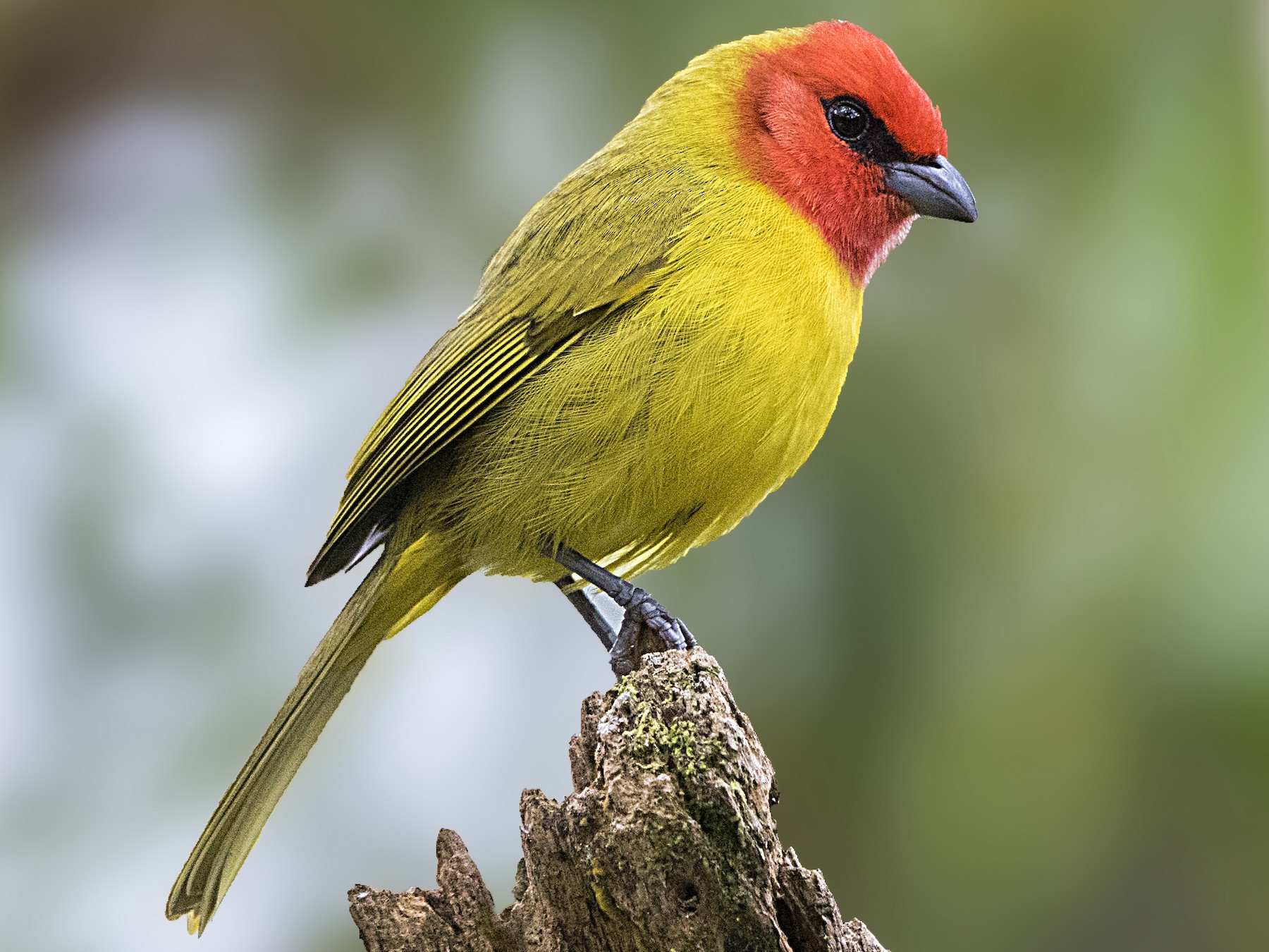 Red-headed Tanager - Bradley Hacker 🦜