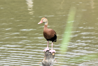 Black-bellied Whistling-Duck, ML24402881