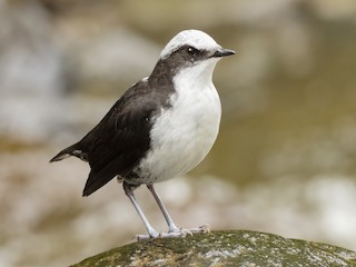  - White-capped Dipper