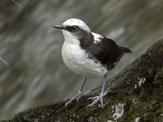 นกเต็มวัย (White-bellied) - Andres Vasquez Noboa - ML244029601