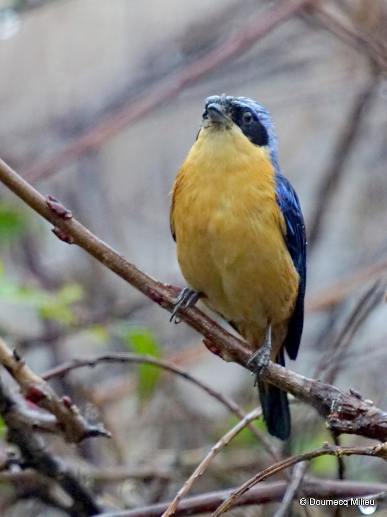 Fawn-breasted Tanager - ML244030831