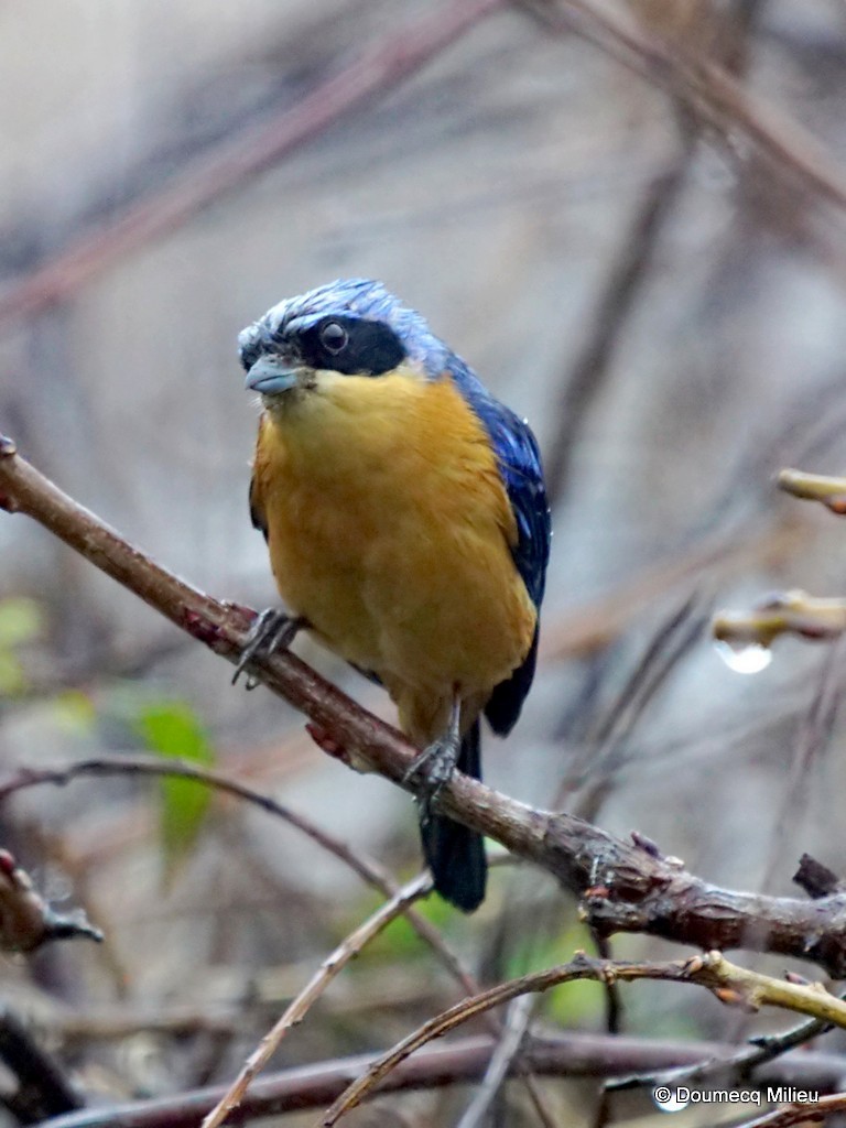 Fawn-breasted Tanager - ML244031001