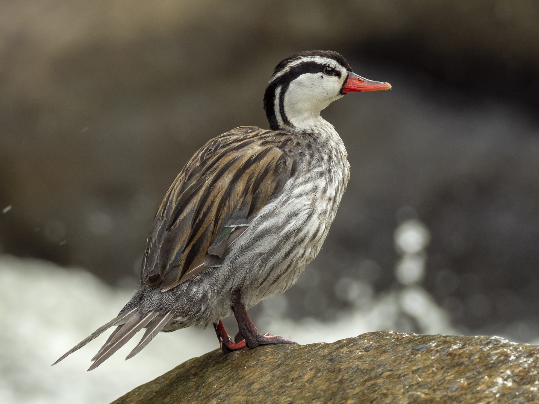 Torrent Duck - Andres Vasquez Noboa