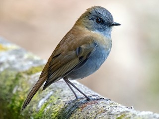  - Black-billed Nightingale-Thrush