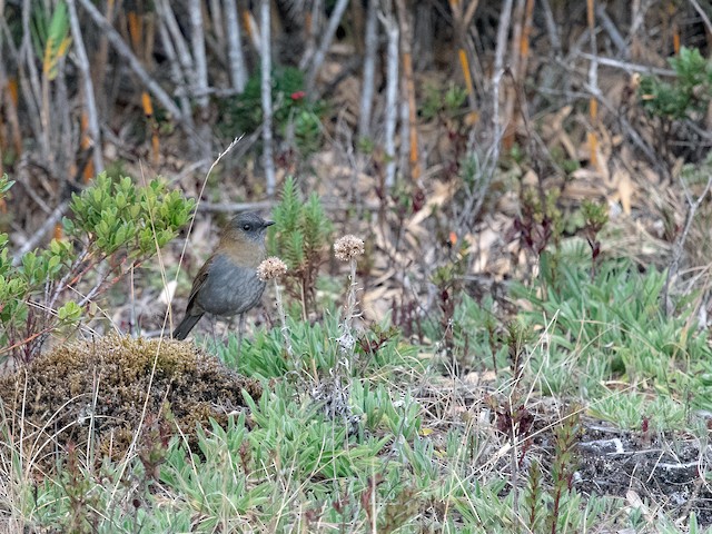 Habitat - Black-billed Nightingale-Thrush - 