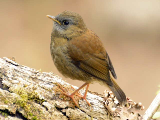Juvenile - Black-billed Nightingale-Thrush - 