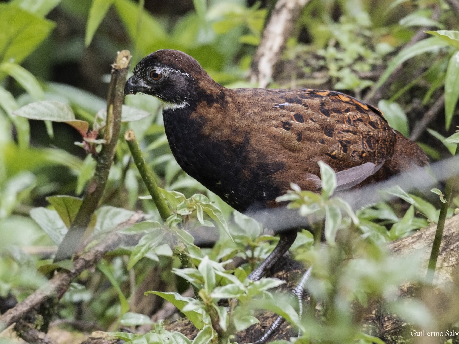 Black-breasted Wood-Quail EBird, 49% OFF | gbu-taganskij.ru