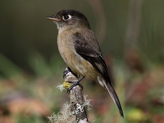 Black-capped Flycatcher - eBird
