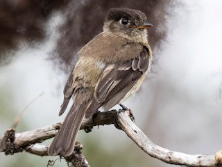 Black-capped Flycatcher - eBird