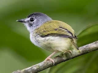  - Black-capped Pygmy-Tyrant