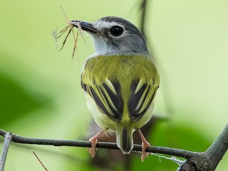  - Black-capped Pygmy-Tyrant