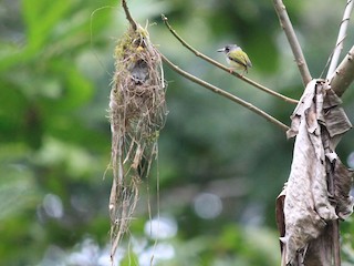  - Black-capped Pygmy-Tyrant