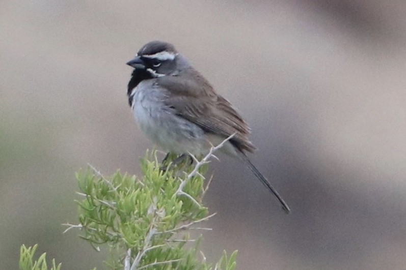 Black-throated Sparrow - ML244039501