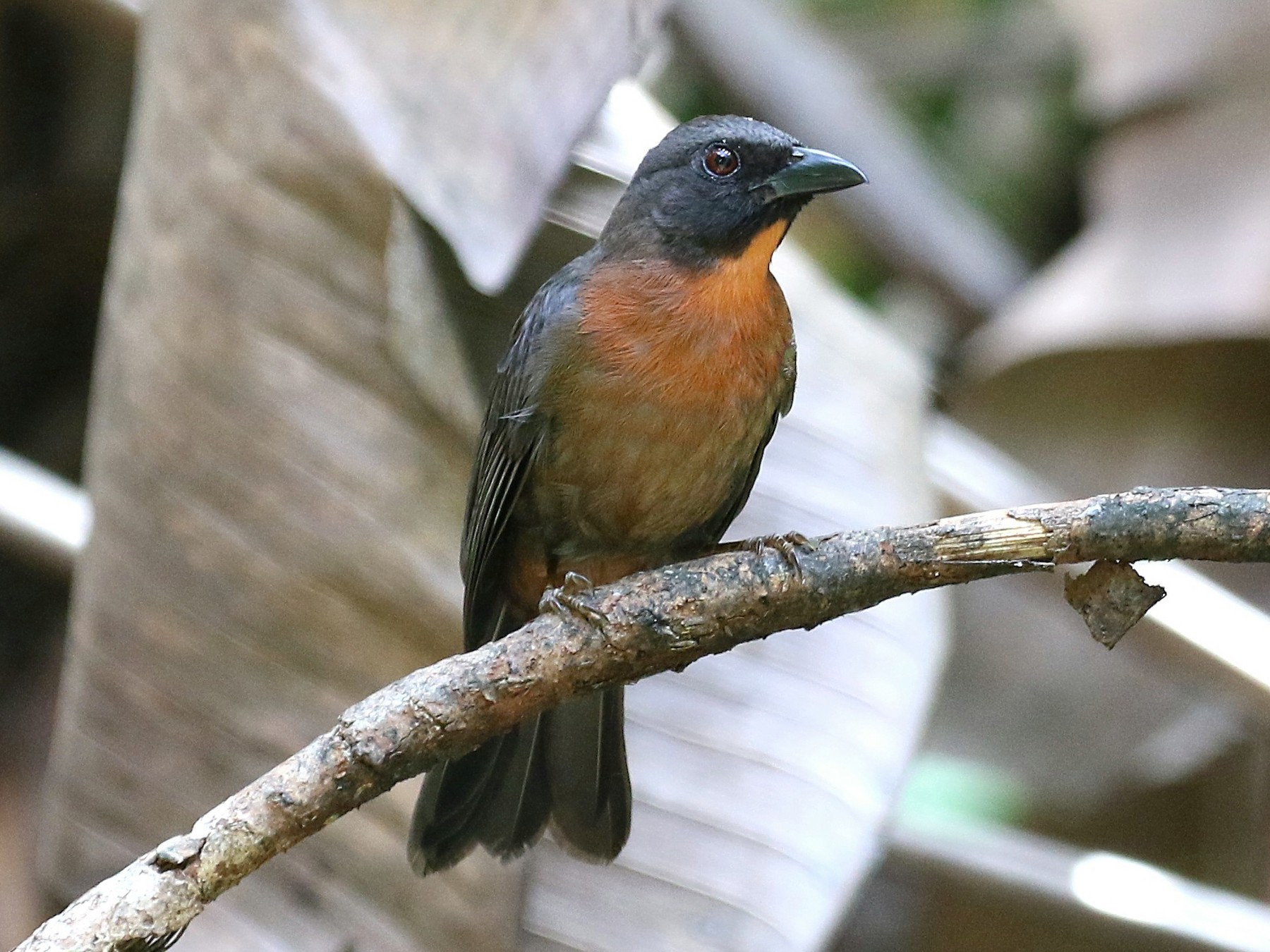 Black-cheeked Ant-Tanager - Gary Chapin