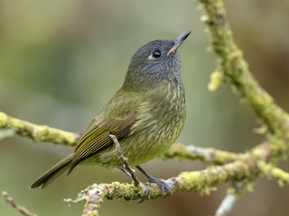 Centrum Wsparcia - Flycatcher