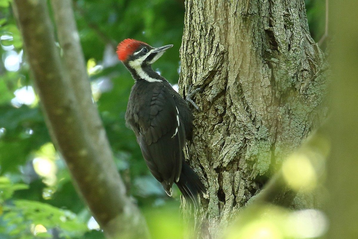 Pileated Woodpecker - ML244040371