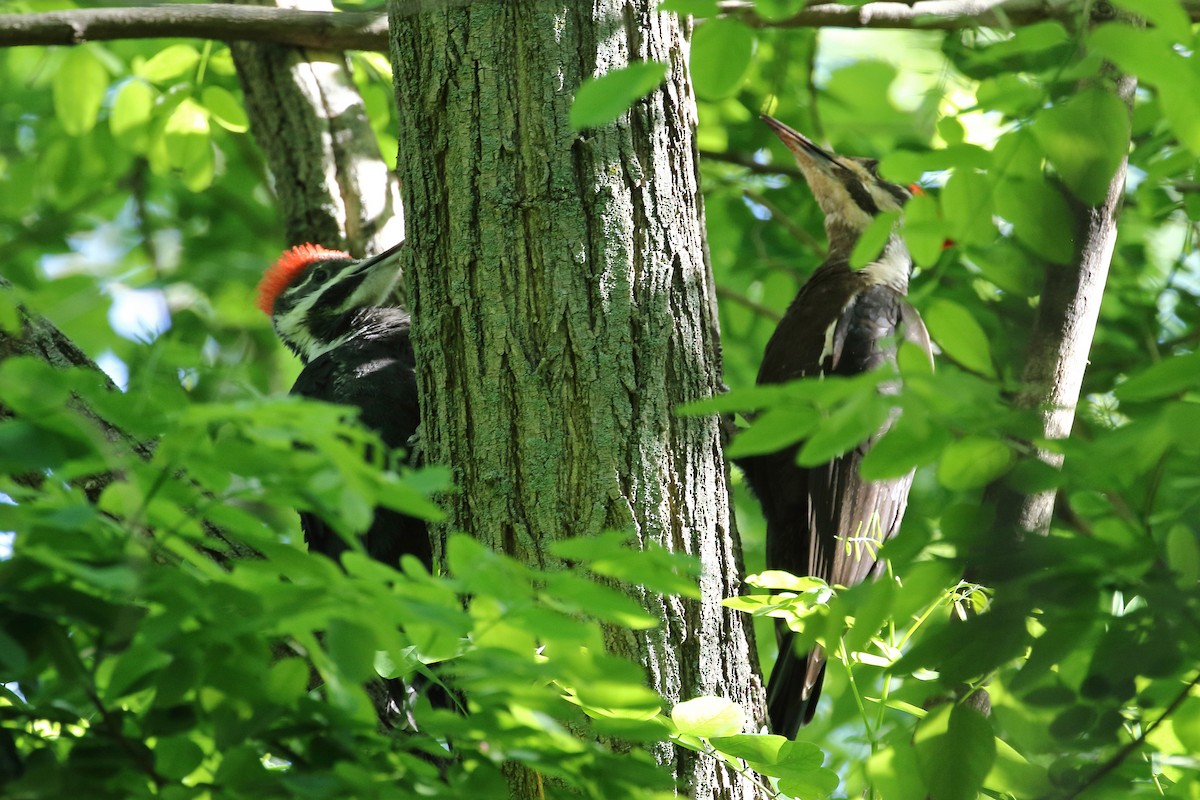 Pileated Woodpecker - ML244040411