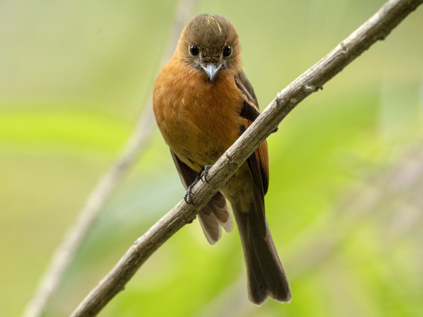Cinnamon Flycatcher - Andres Vasquez Noboa - Tropical Birding Tours