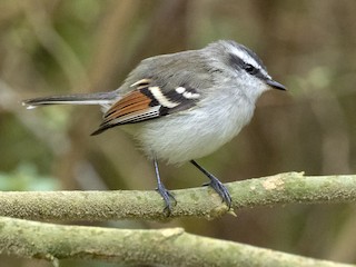  - Rufous-winged Tyrannulet