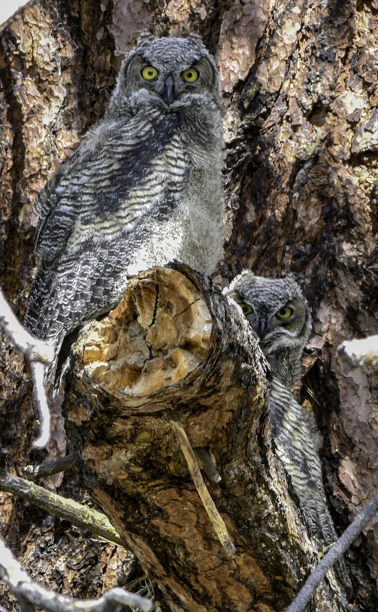 Great Horned Owl - ML244041051