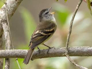  - Tawny-rumped Tyrannulet