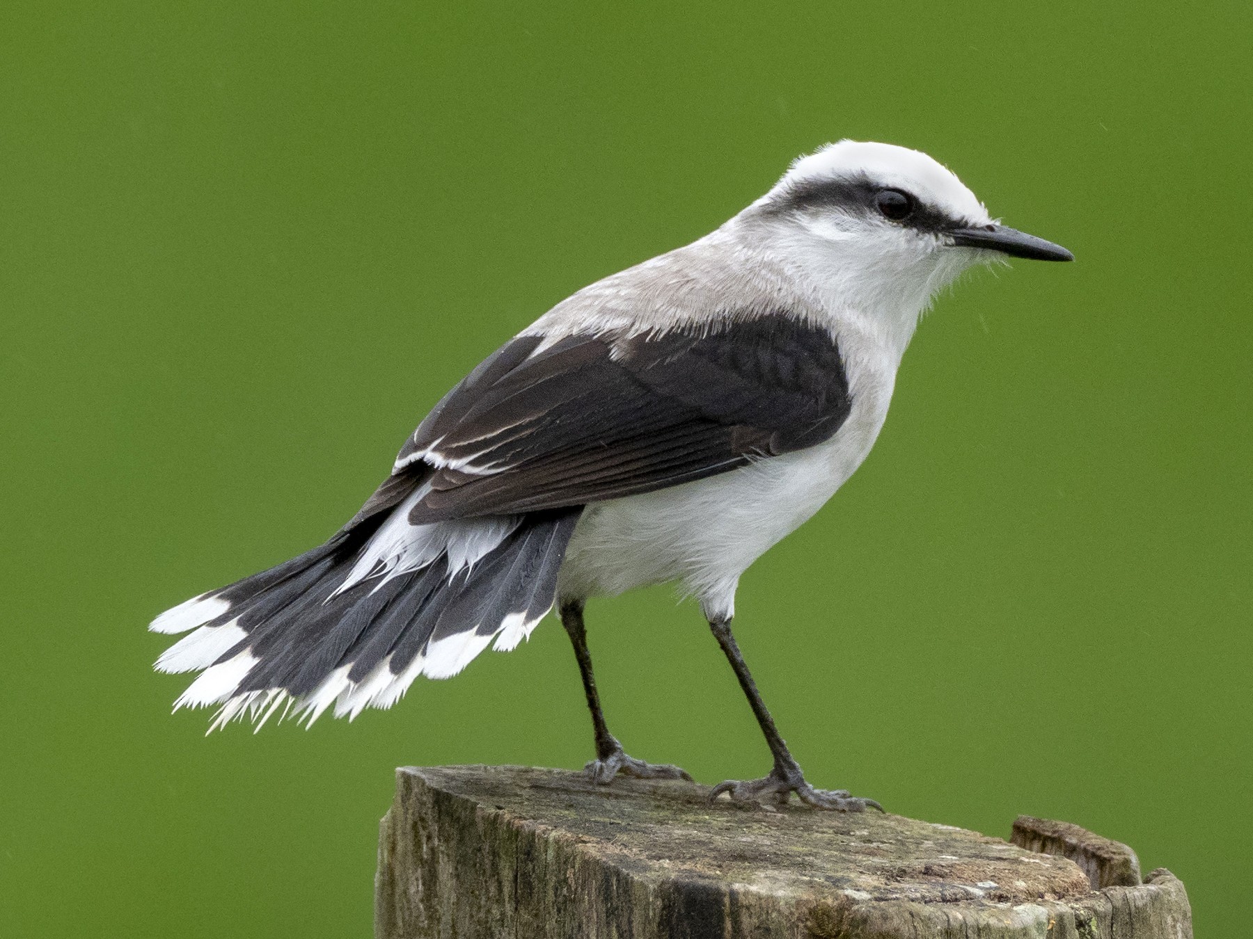 Masked Water-Tyrant - eBird