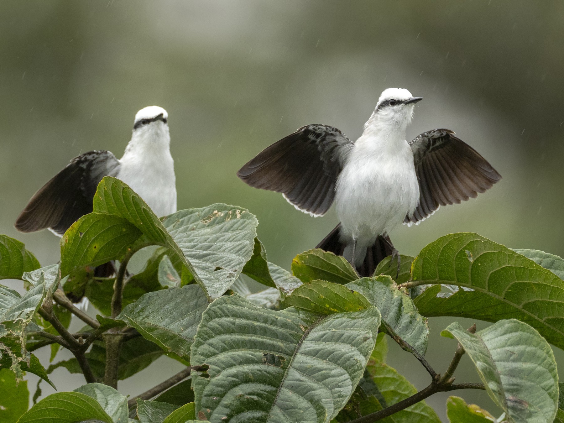 Masked Water-Tyrant - eBird