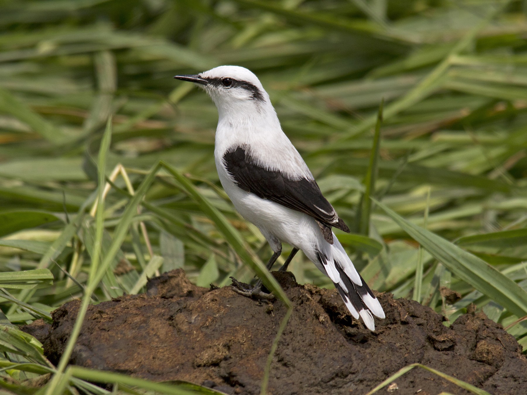 Masked Water-Tyrant - eBird