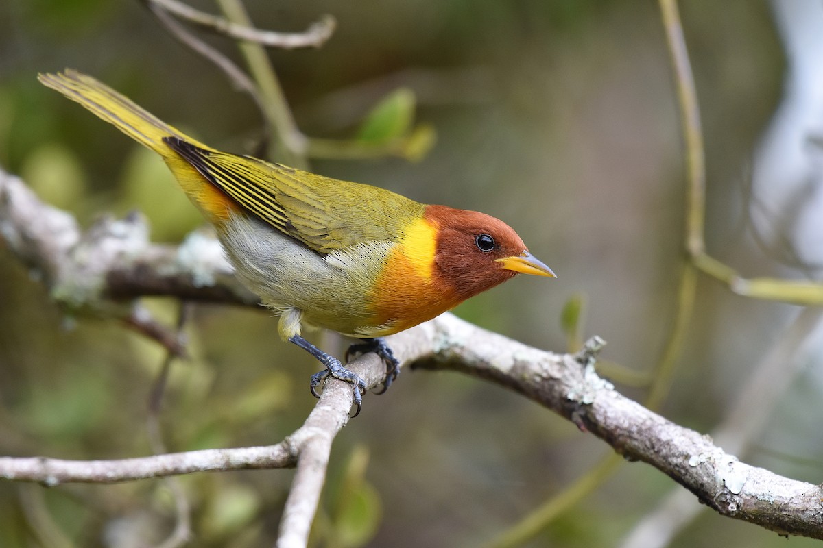 Rufous-headed Tanager - ML244042761