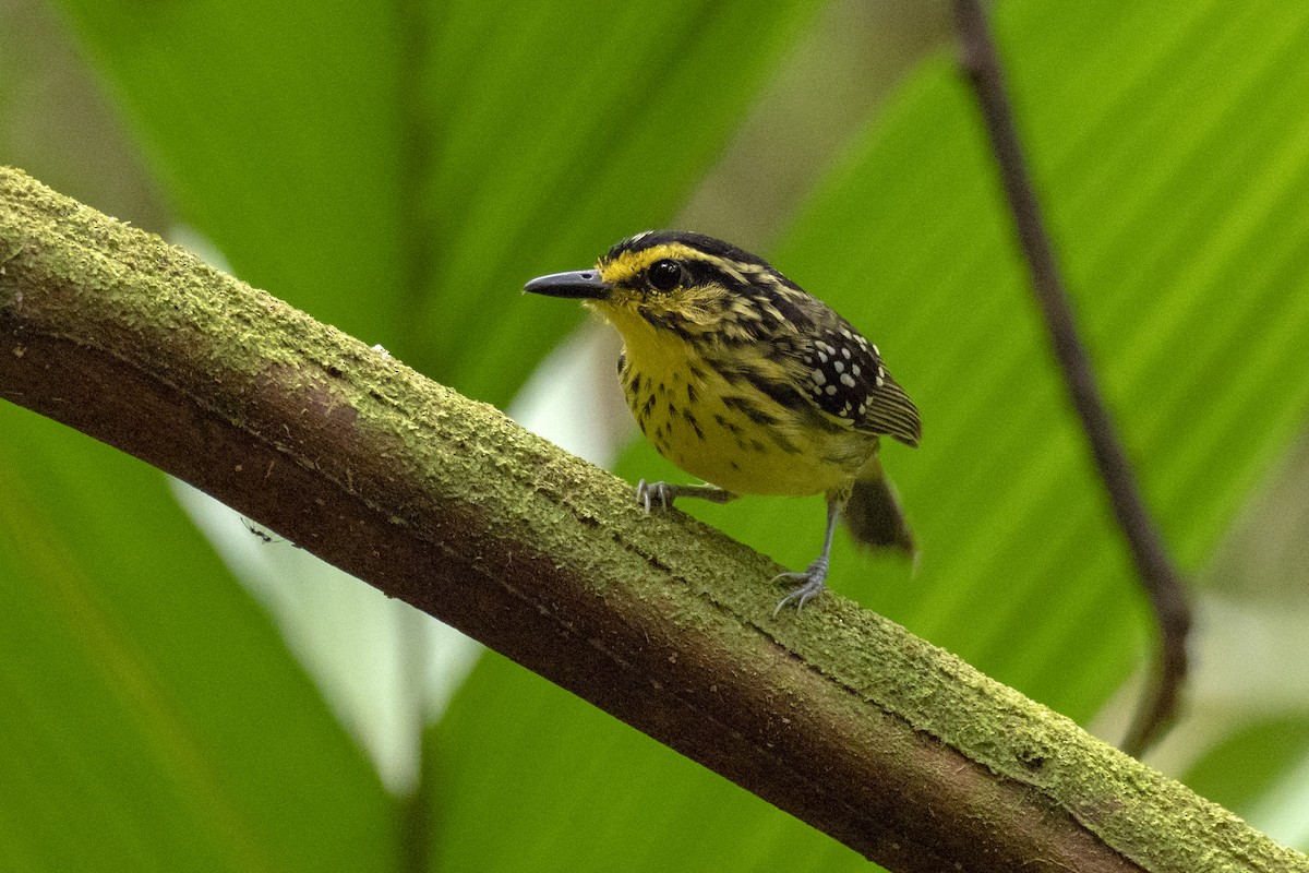 Yellow-browed Antbird - Andres Vasquez Noboa