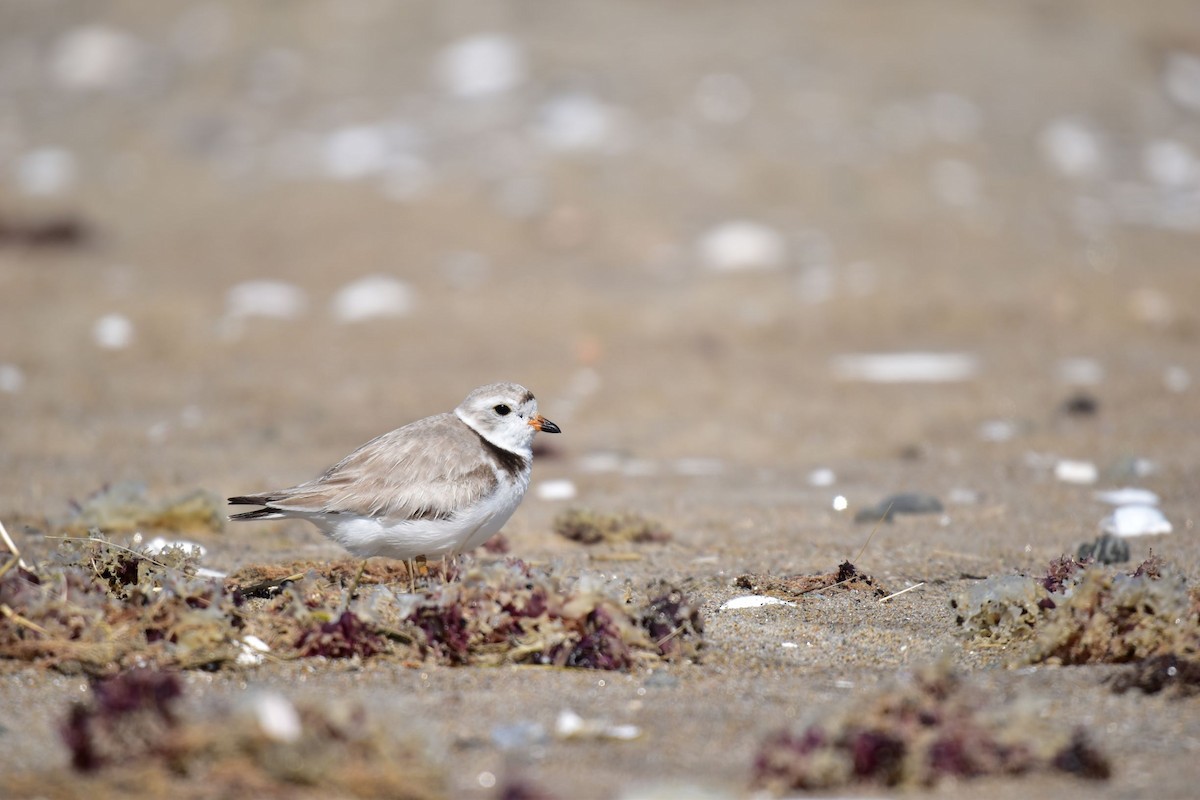 Piping Plover - ML244046101
