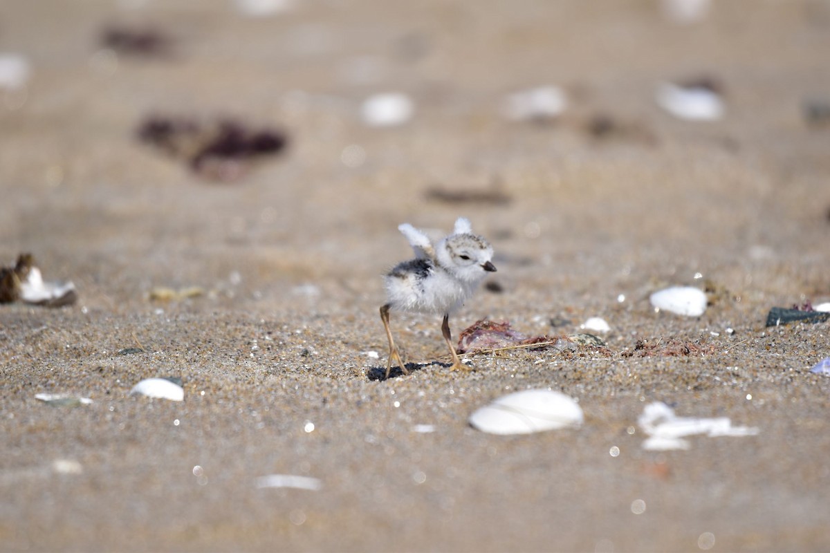 Piping Plover - ML244046111