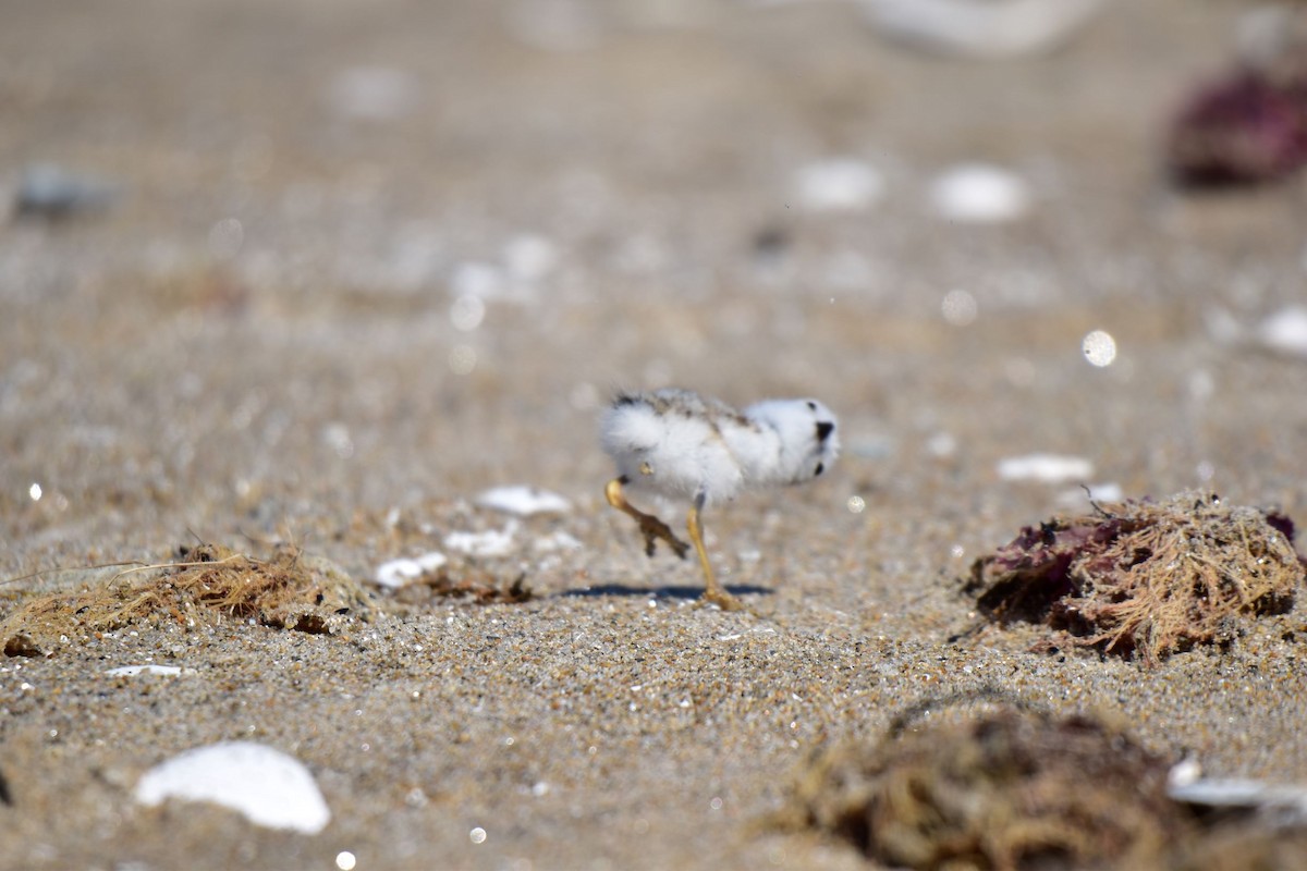 Piping Plover - ML244046121