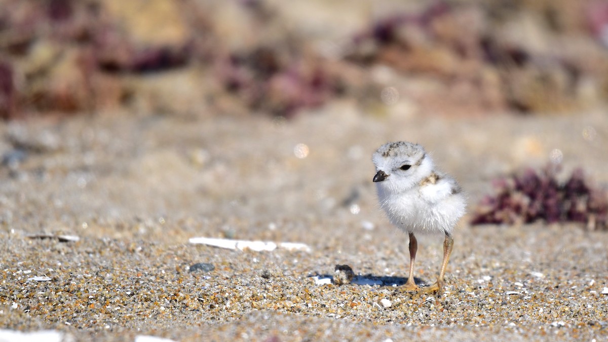 Piping Plover - Nicolas Forestell