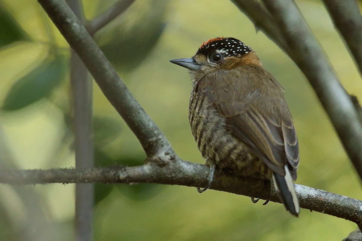 Ochre-collared Piculet - ML244046541