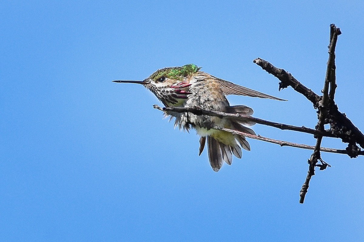 Calliope Hummingbird - ML244048031