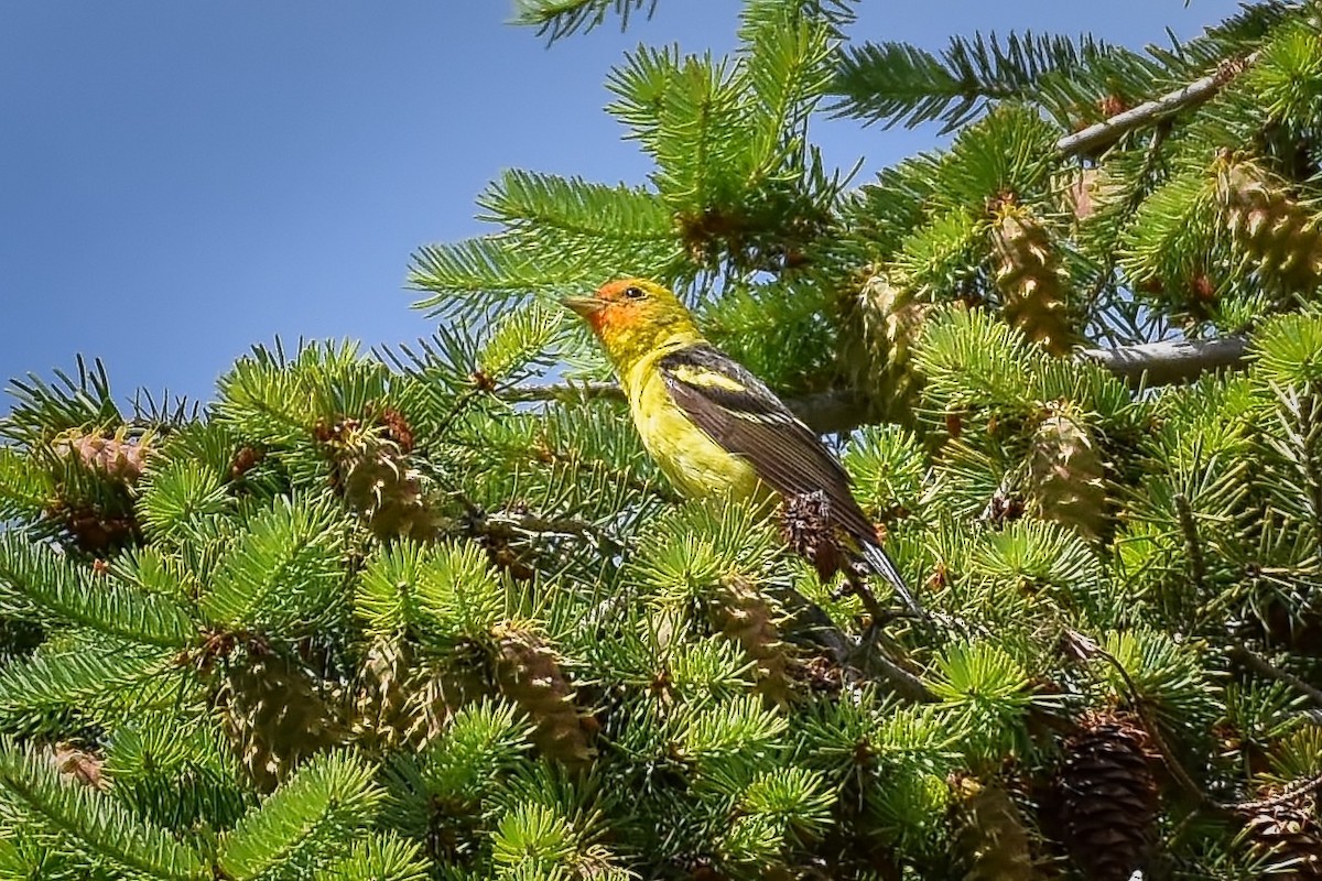 Western Tanager - ML244048601