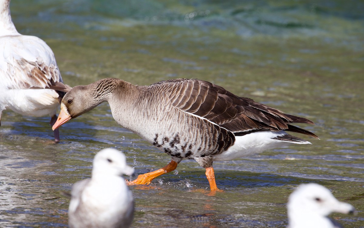 Greater White-fronted Goose - ML244048871